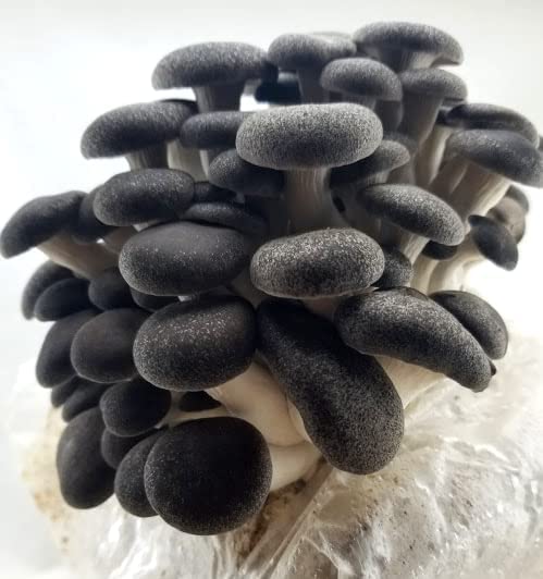 Black Pearl Oyster - Gourmet Mushroom Grow Kit