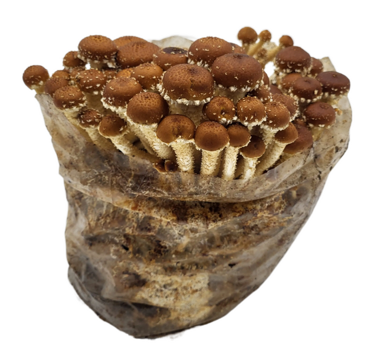 Chesnuts - Gourmet Mushroom Grow Kit