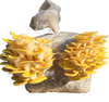 Golden Oyster - Gourmet Mushroom Grow Kit