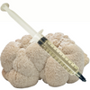 Lions Mane - Culture Syringe 20CC