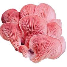 Pink Oyster - Gourmet Mushroom Grow Kit