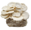 Snow Oyster - Gourmet Mushroom Grow Kit