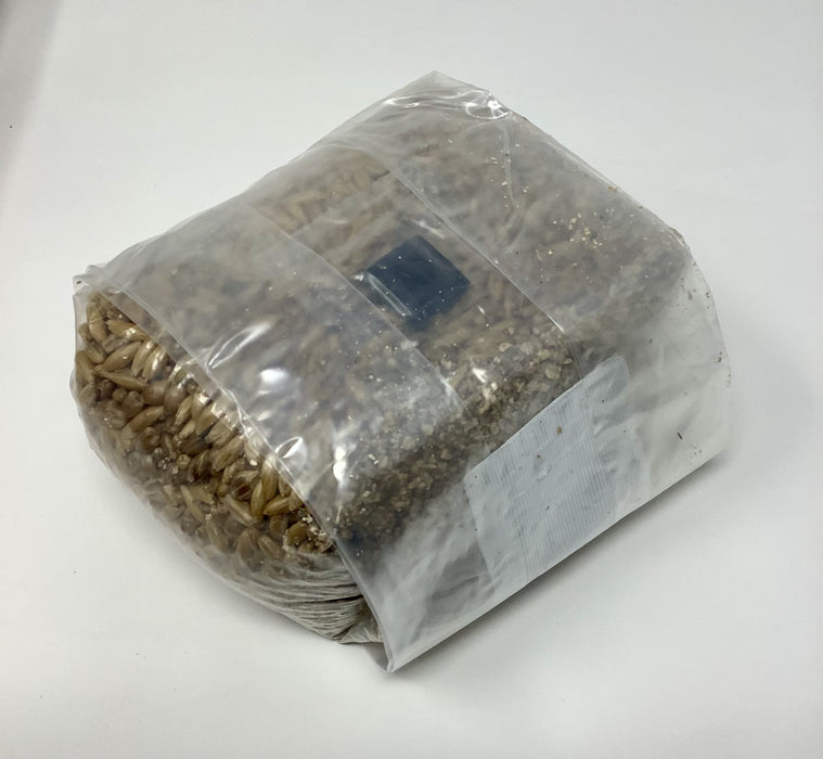 Super Spawn - 1 Pound Sterilized Grain Spawn Bag (2 Pack)